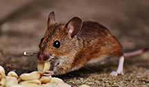 24 Hour & Emergency Exterminators in City Ranch, CA